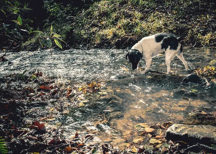 Araize Country house Mungia